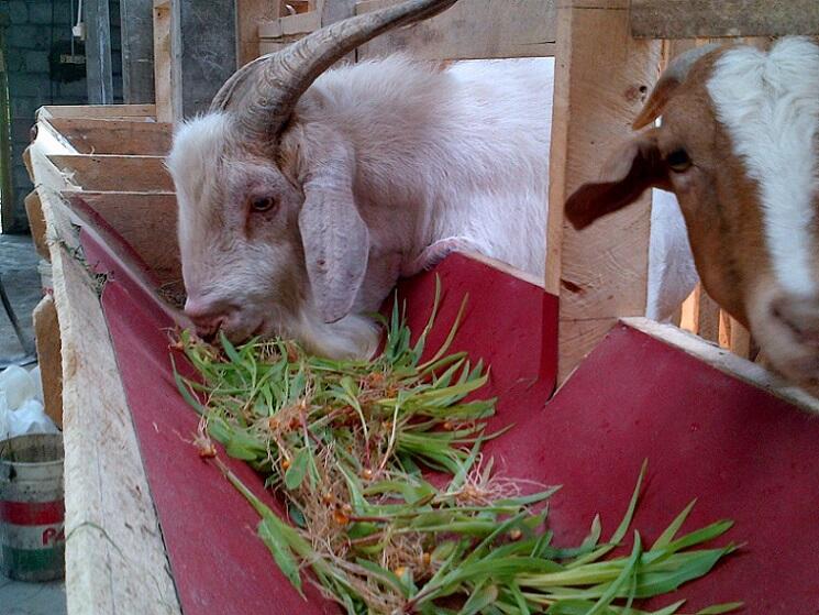 Cara Menjadi Petani Perkotaan (Urban Farming)