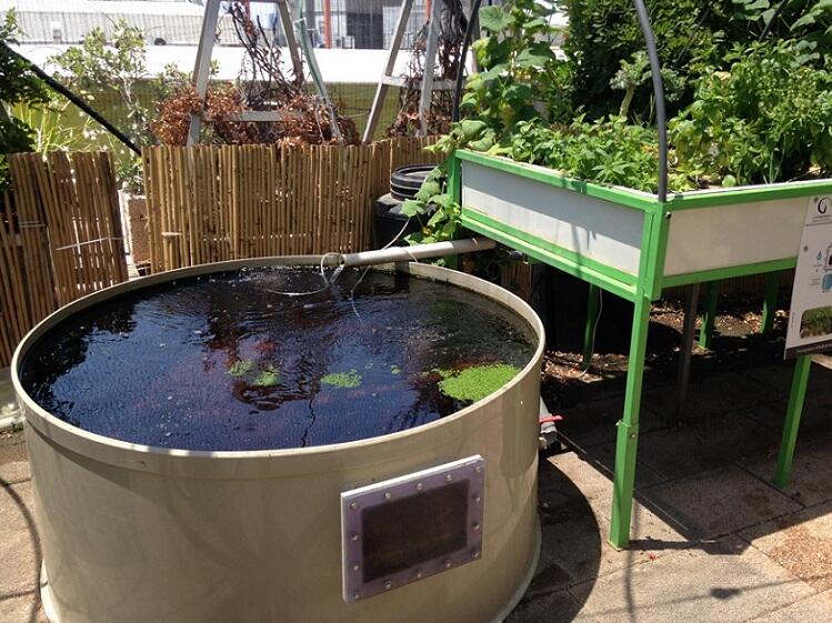 Cara Menjadi Petani Perkotaan (Urban Farming)