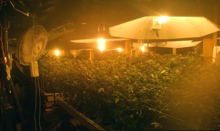 Cara Menjadi Petani Perkotaan (Urban Farming)