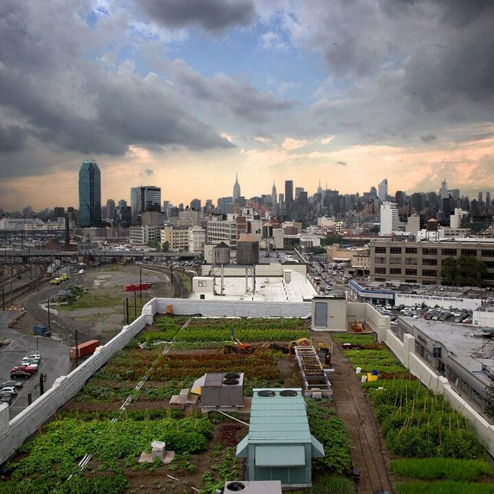 Cara Menjadi Petani Perkotaan (Urban Farming)