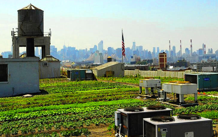 Cara Menjadi Petani Perkotaan (Urban Farming)