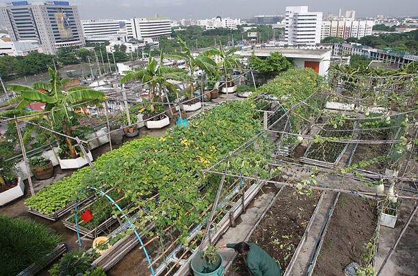 Cara Menjadi Petani Perkotaan (Urban Farming)