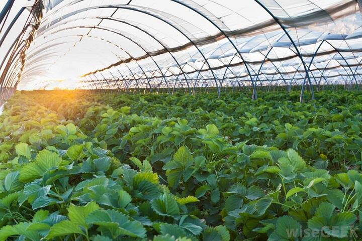 Cara Menjadi Petani Perkotaan (Urban Farming)