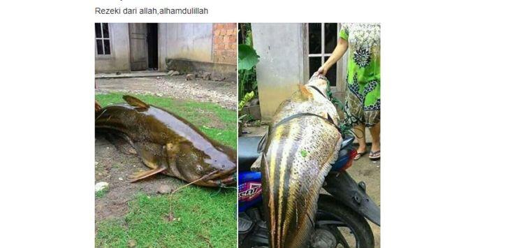 Viral! Ikan Lais Raksasa Ini Bikin Netizen Heboh