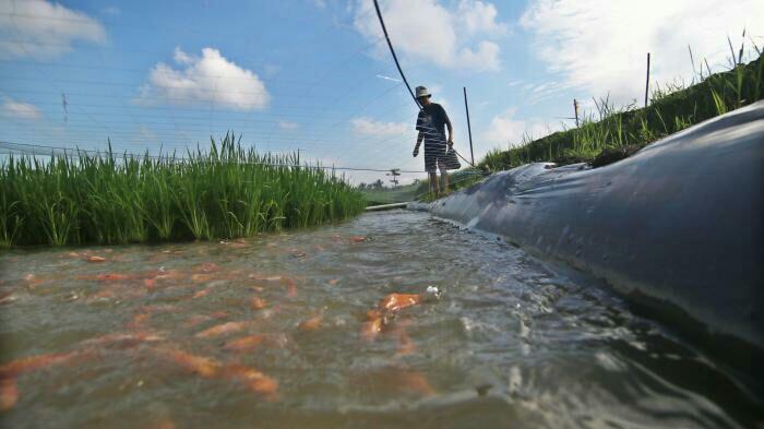 Keren ! Tak Cuma Bersih, Sungai di Imogiri Ini Juga Penuh Ikan Lho