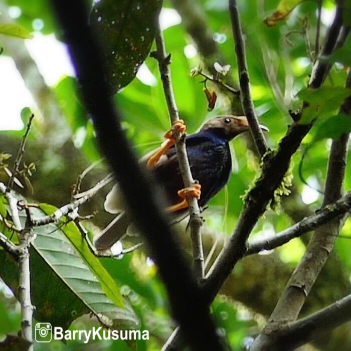 Keajaiban Goa Boki Moruru Misteri Tanpa Akhir di Perut Bumi Halmahera.