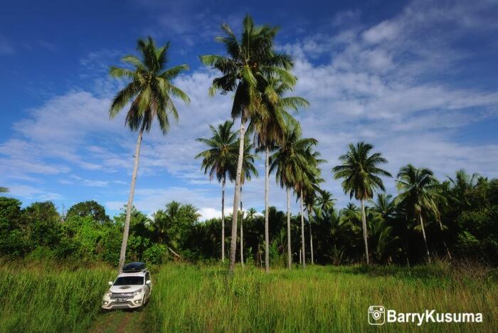 Hunting burung Bidadari cantik di TN Lolobata.