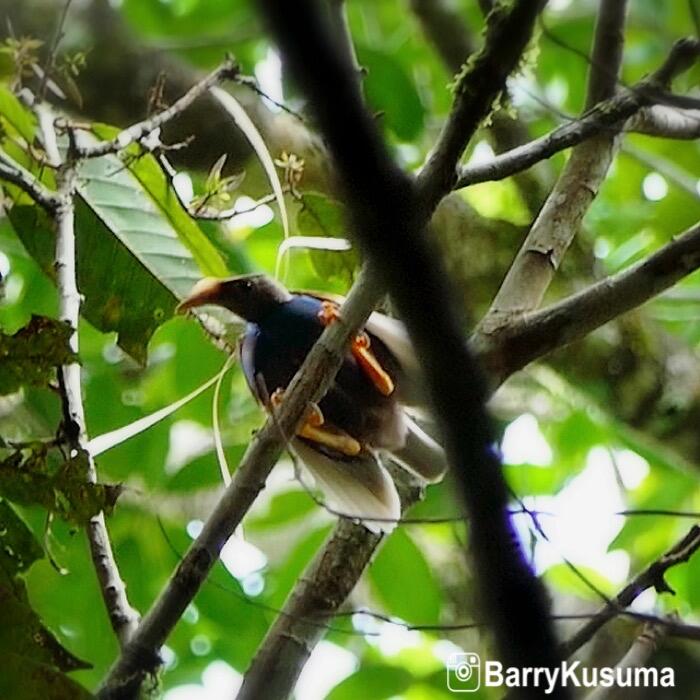 Hunting burung Bidadari cantik di TN Lolobata.