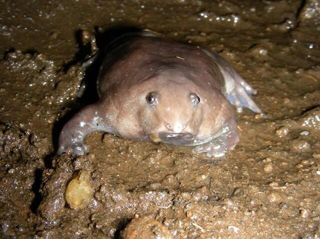 Spesies Katak Baru Berhidung Seperti Moncong Babi Ditemukan 