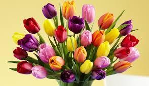 Cerita Si Cantik Tulip