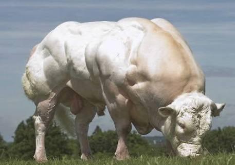 Sapi kekar di Belgia seperti binaragawan.