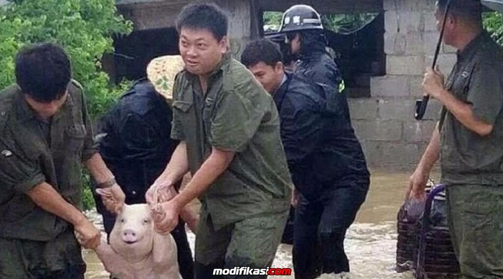 Babi Ini Terlihat Tersenyum Saat Proses Evakuasi Banjir Di China