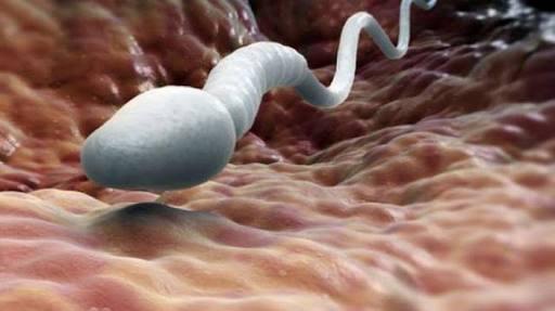 7 Cara Mudah Menjaga Supaya Sperma Tetap Subur