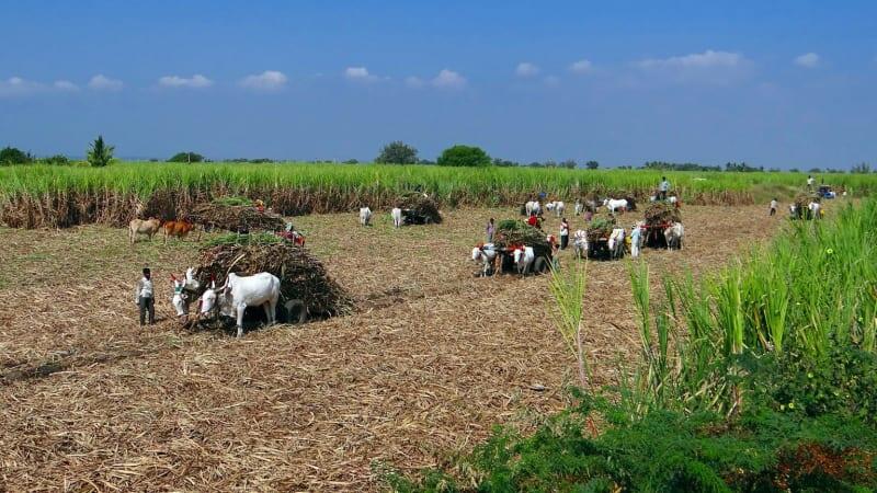 Hari ini 5.000 Petani Tebu Unjuk Rasa di Jakarta, Ini Tuntutannya