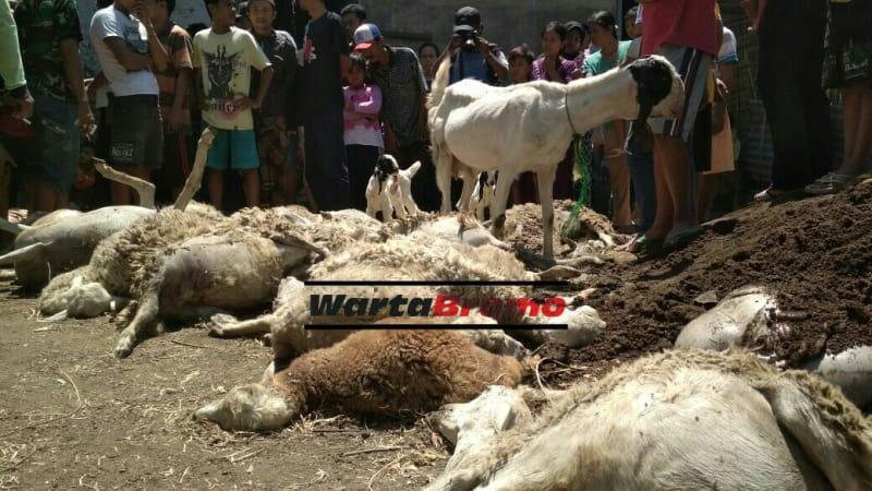 Puluhan Domba Warga Sumberkerang Mati Misterius