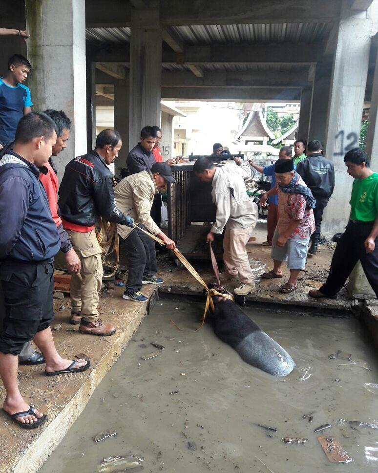 Tapir Berbobot 1 Ton Kabur dari Kebun Binatang Bukittinggi