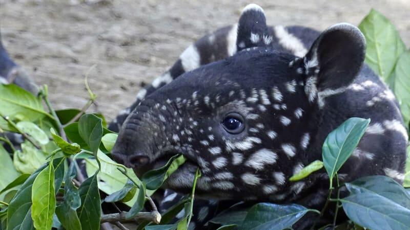 Bayi Tapir Imut di Kebun Binatang Bandung