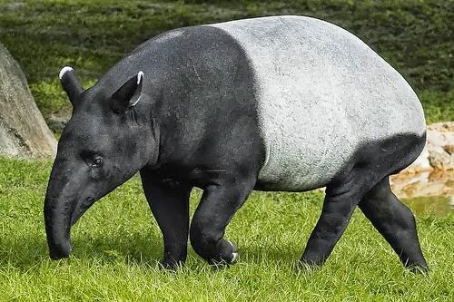 Bayi Tapir Imut di Kebun Binatang Bandung