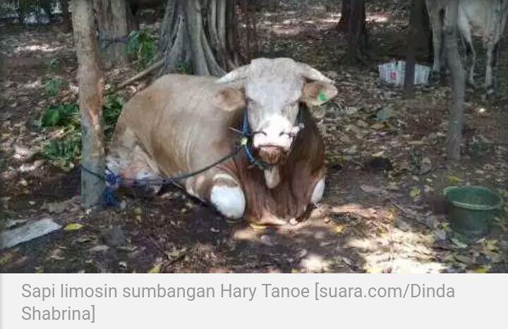 Penampakan Sapi Limosin Raksasa Dari Hary Tanoe Di Istiqlal 