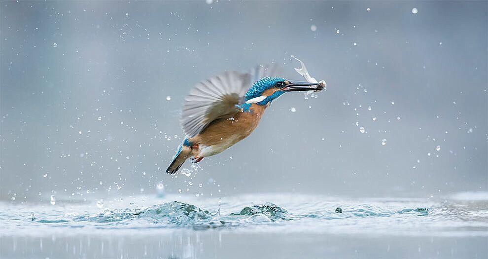 Foto Alam Liar Terbaik dalam Kontes World Wildlife Day Photography 2017