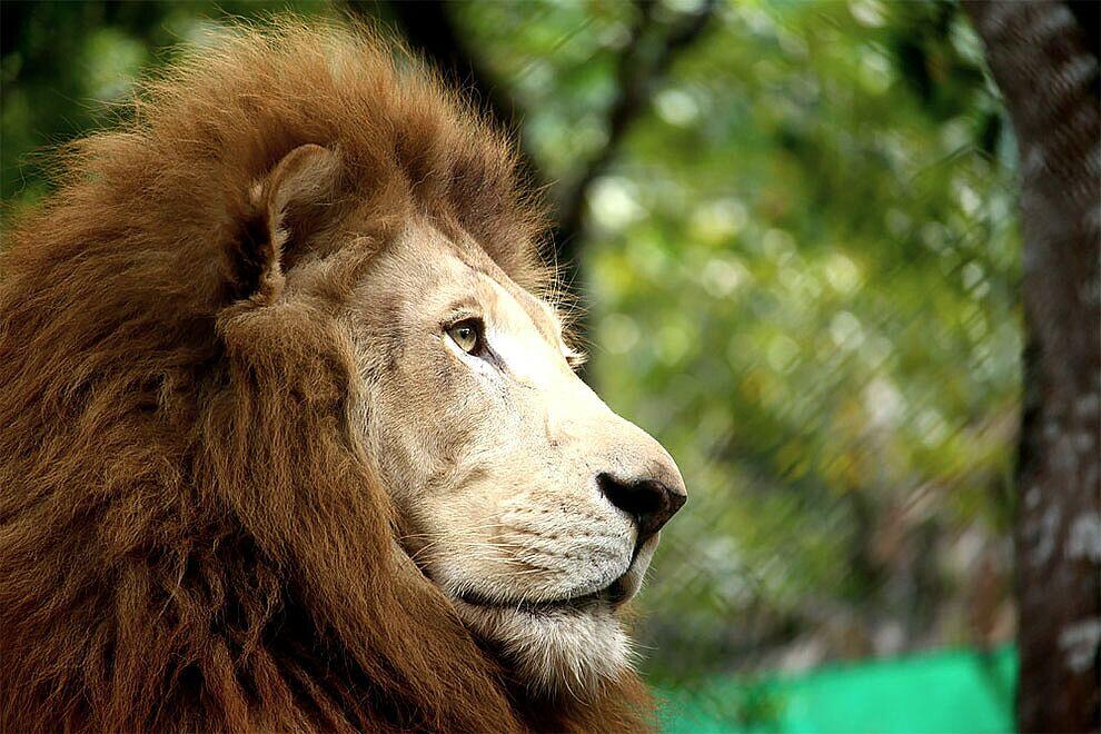 Foto Alam Liar Terbaik dalam Kontes World Wildlife Day Photography 2017