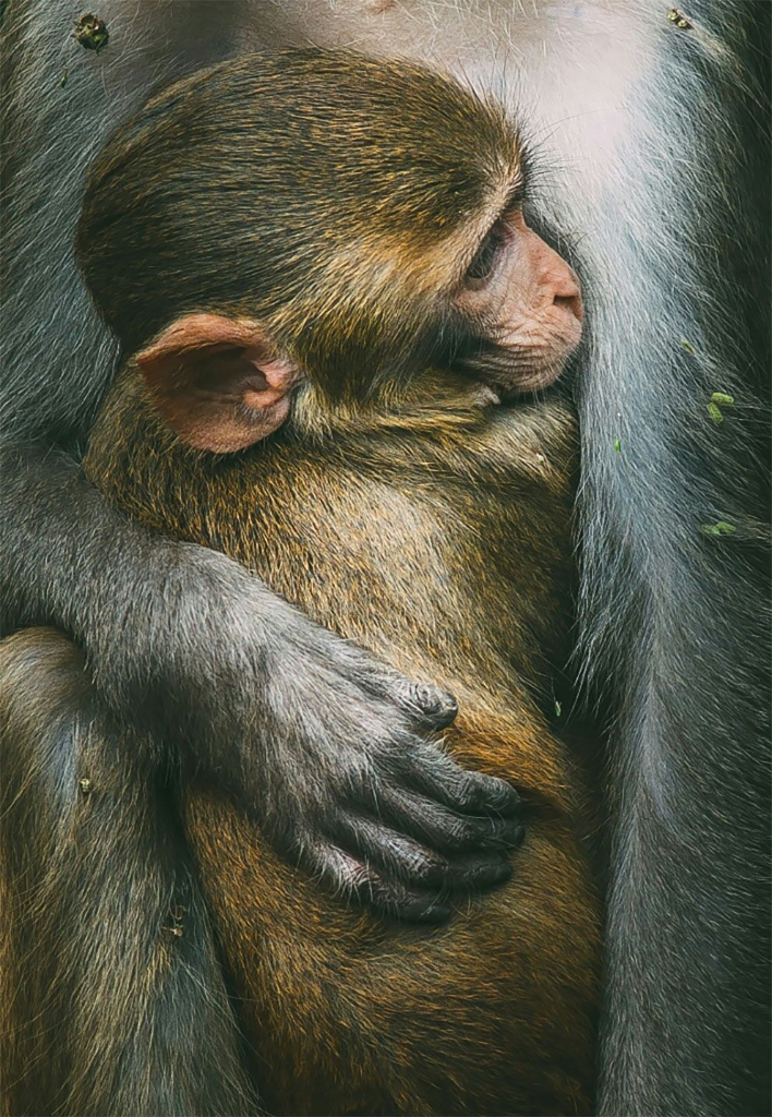 Foto Alam Liar Terbaik dalam Kontes World Wildlife Day Photography 2017