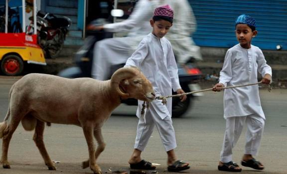 3 Fakta Unik Mengenai Hewan Qurban