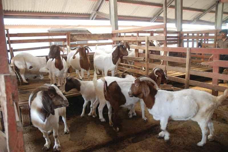 3 Fakta Unik Mengenai Hewan Qurban