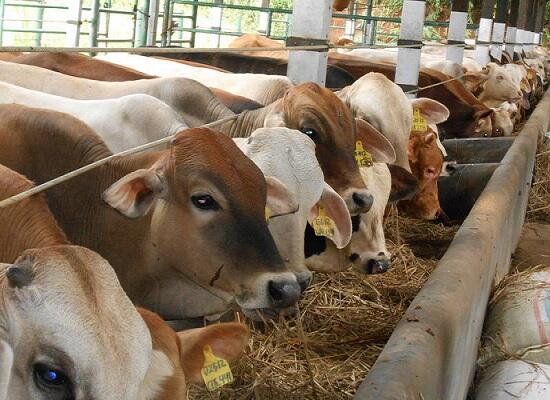 3 Fakta Unik Mengenai Hewan Qurban