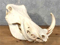 Warthog, Si Babi Lincah Bertaring Besar