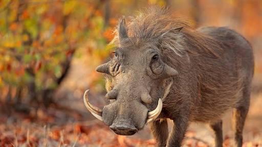 Warthog, Si Babi Lincah Bertaring Besar