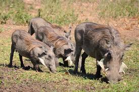 Warthog, Si Babi Lincah Bertaring Besar