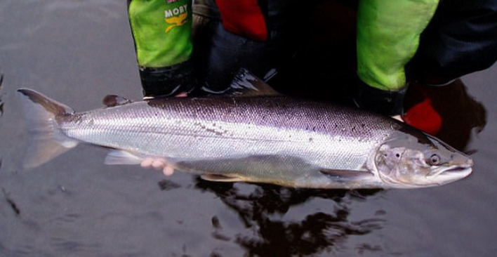 Wow! Ratusan Ikan Salmon Pink Ditemukan di Sungai Inggris Gan