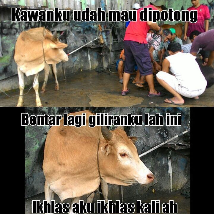 Meme Hewan Kurban Yang Sedang Ramai Di Sosmed