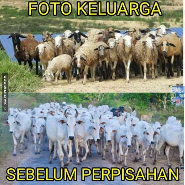 Meme Hewan Kurban Yang Sedang Ramai Di Sosmed