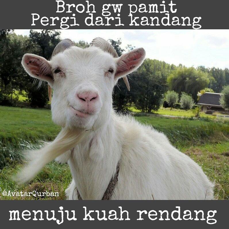 Meme Hewan Kurban Yang Sedang Ramai Di Sosmed