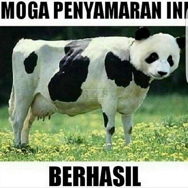 Meme Hewan Kurban Yang Sedang Ramai Di Sosmed