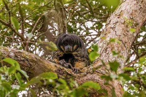 Tak Terlihat Selama 80 Tahun, Makhluk Misterius Amazon Kembali Muncul