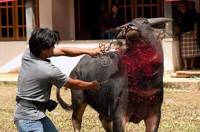Cara Potong Kerbau