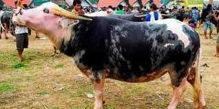 KUBURAN TANA TORAJA - Sulawesi Selatan , Indonesia