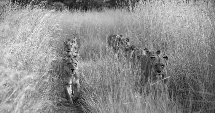 Foto-foto Alam Terbaik dalam National Geographic Traveller 2017