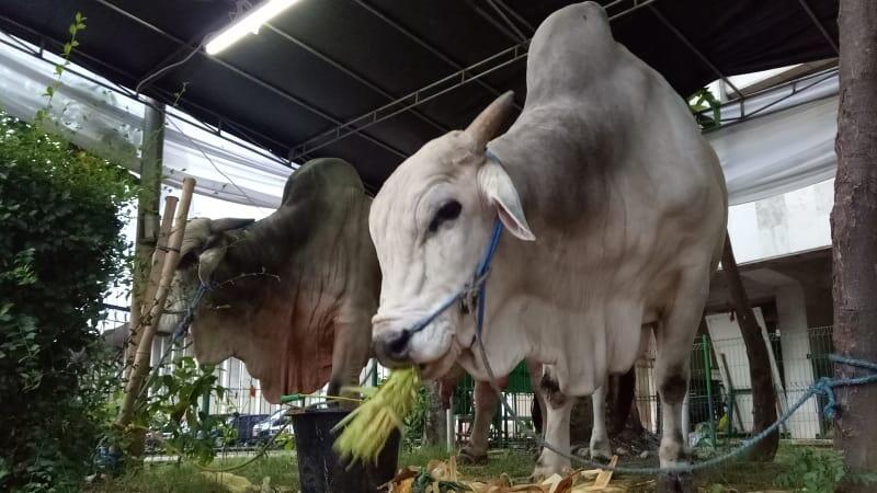 Jokowi Kurban Sapi di 34 Provinsi 