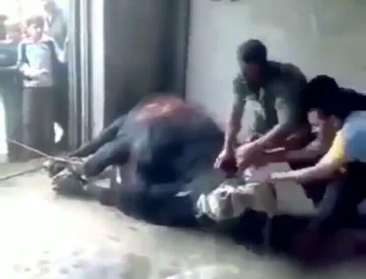 Ragam Qurban 2017 Aneh Tapi Nyata Membuat Kita Takjub