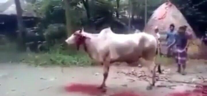 Ragam Qurban 2017 Aneh Tapi Nyata Membuat Kita Takjub