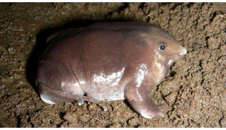 Penemuan Spesies Katak Baru, Bentuknya Aneh Bikin Ilmuwan Bingung