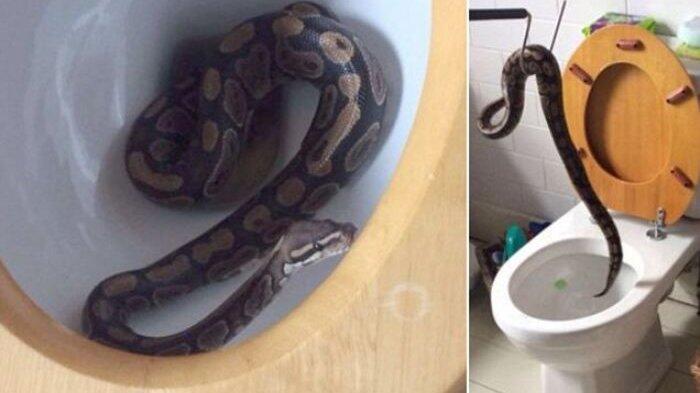 Niat Buang Air Kecil, Balita Ini Temukan Ular Piton di dalam Toilet