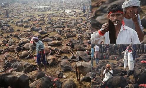 Ritual Gadhimai, Membantai Hewan Atas Nama Agama