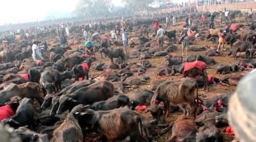 Ritual Gadhimai, Membantai Hewan Atas Nama Agama