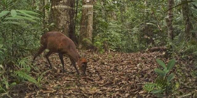 Mengapa Hewan Turun Gunung Sebelum Gempa Bumi Terjadi