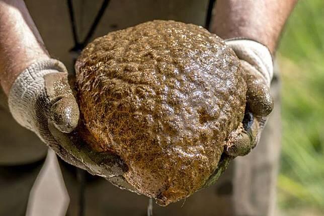Ilmuwan Temukan Makhluk Aneh Mirip Otak di Laguna Buatan